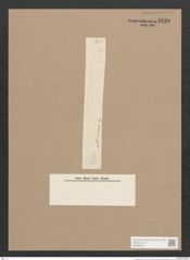 Pleurosigma sp. (de-Toni-Nr.: Genus 13) Zeichnungen Sammlung Grunow Nr. 2139 (NHMW-BOT-W0369180)